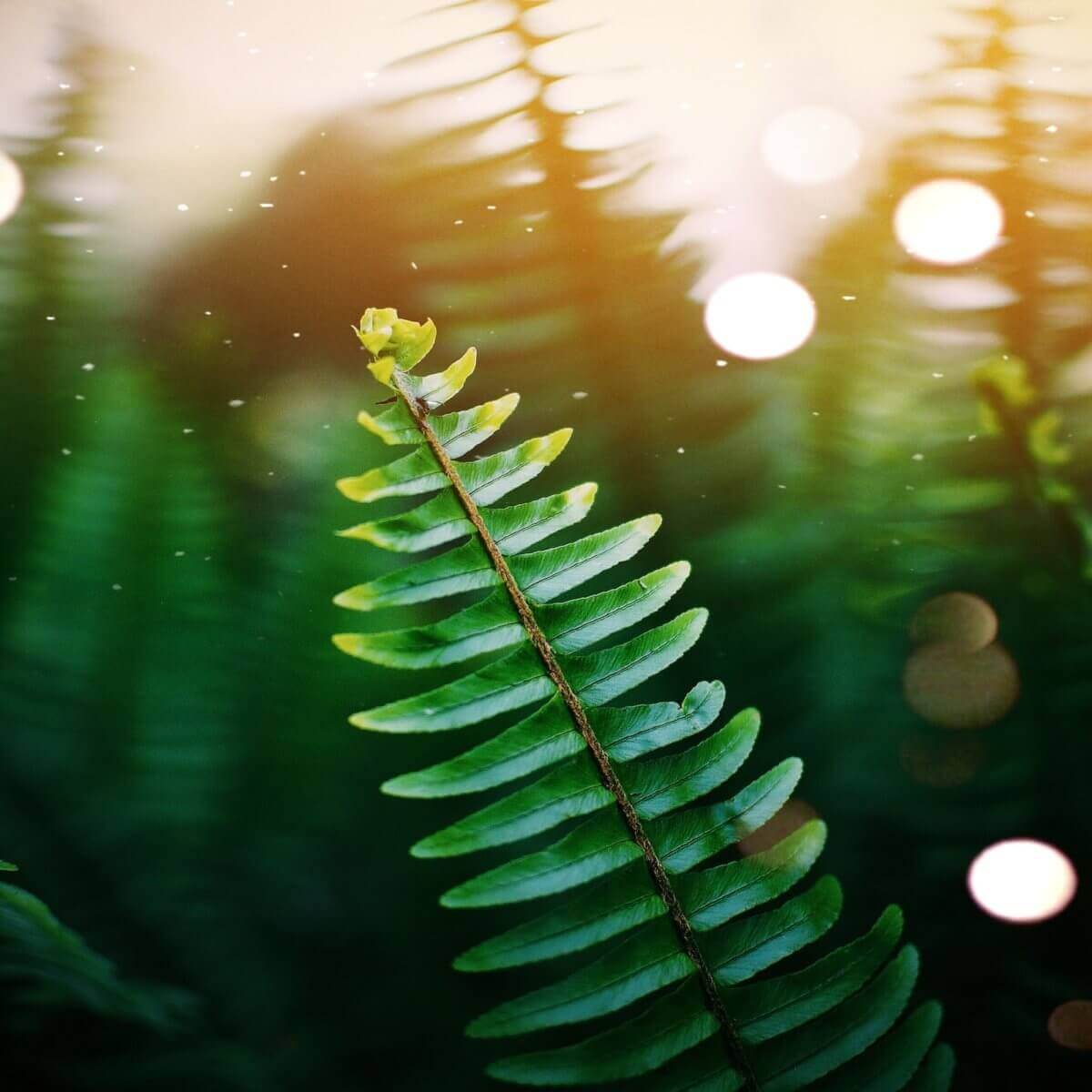 Fern leaf with sunlight