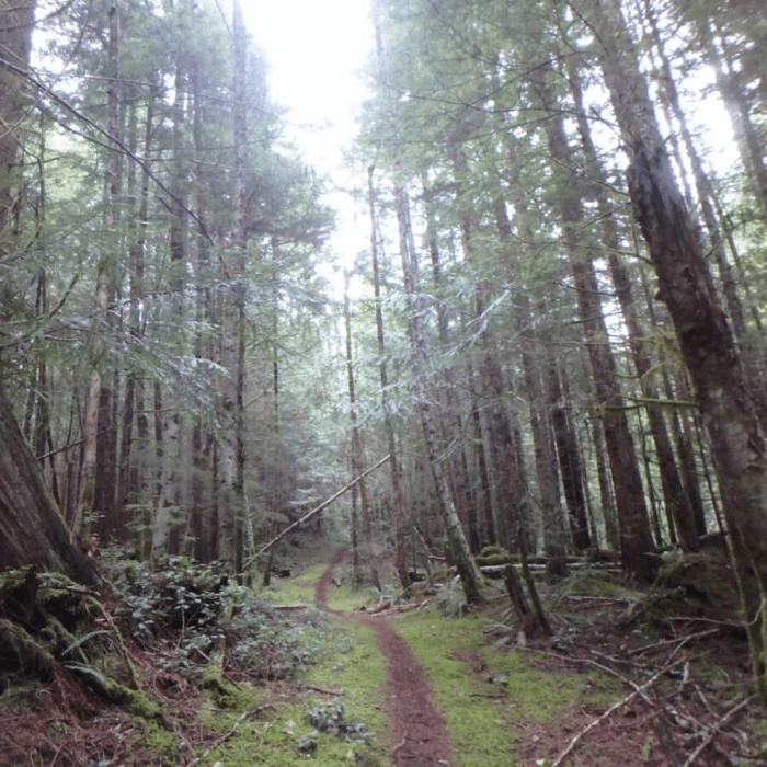 Trees in the woods with light shining through