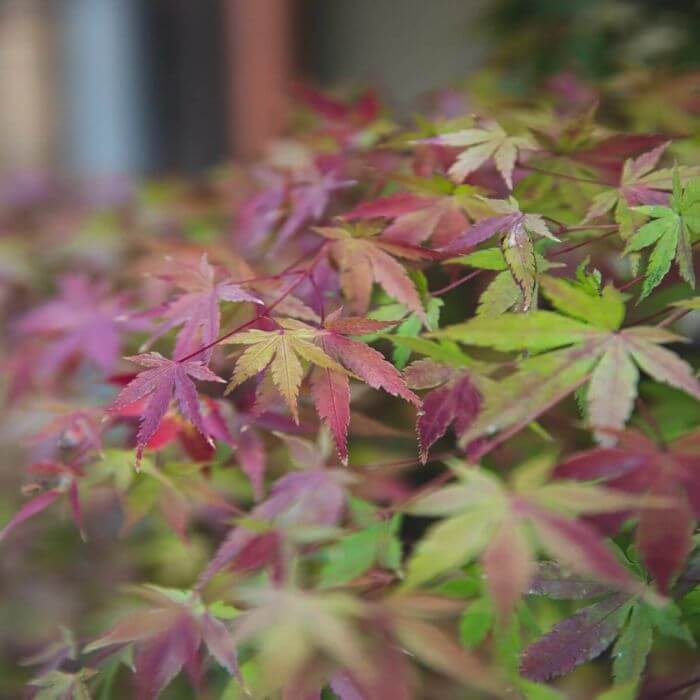 Japanese Maple Tree Leaves