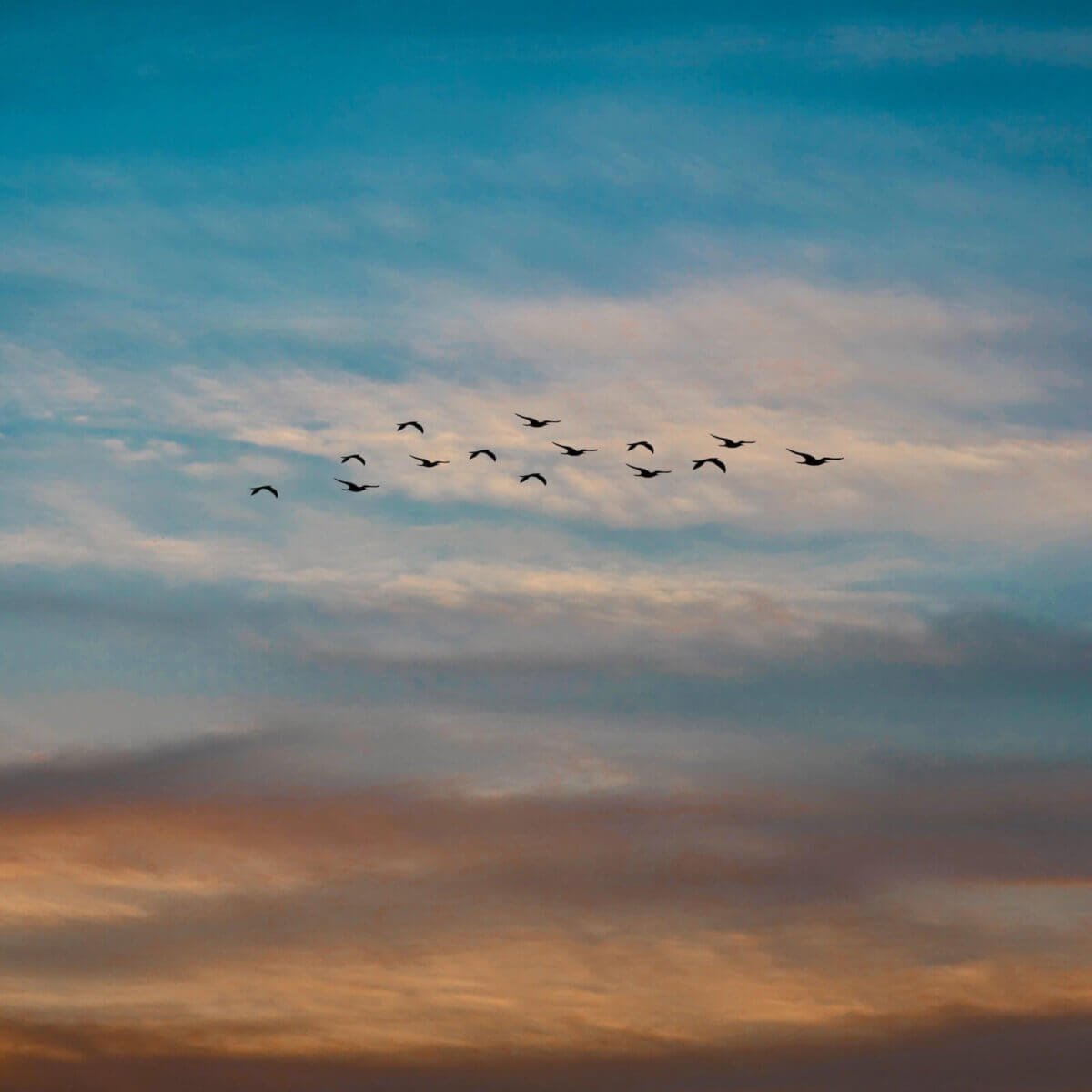 birds against a sunset sky