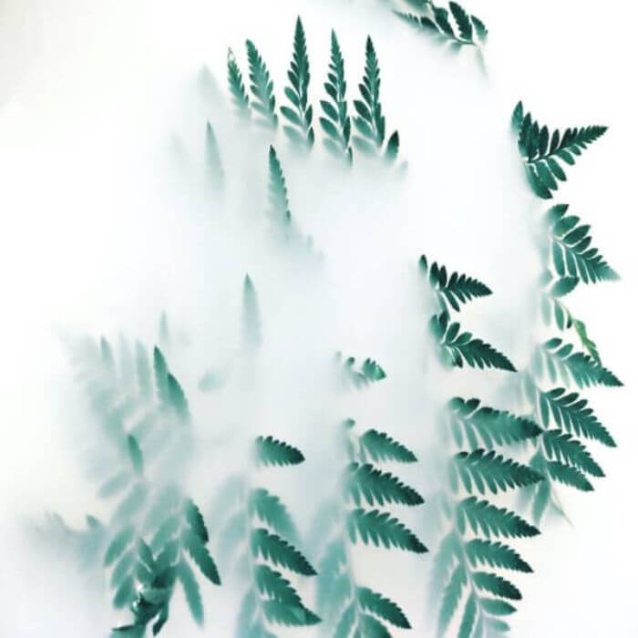 Green leaves on a white background