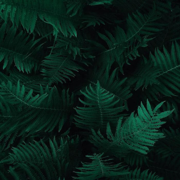 Green plant leaves on a black background