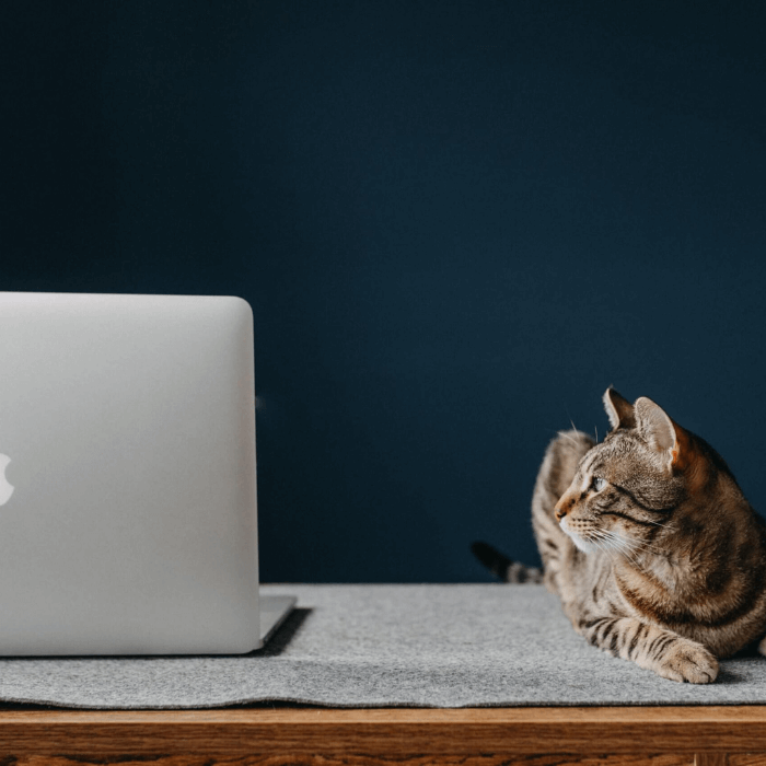 Cat sits on a table looking at a laptop