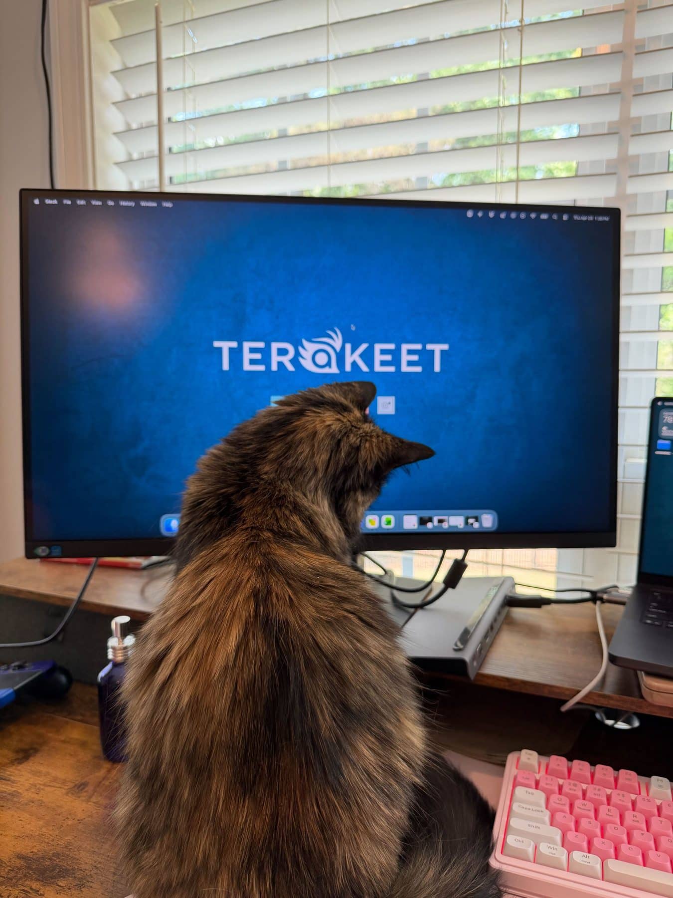 A cat sits in front of a computer screen that reads "Terakeet"