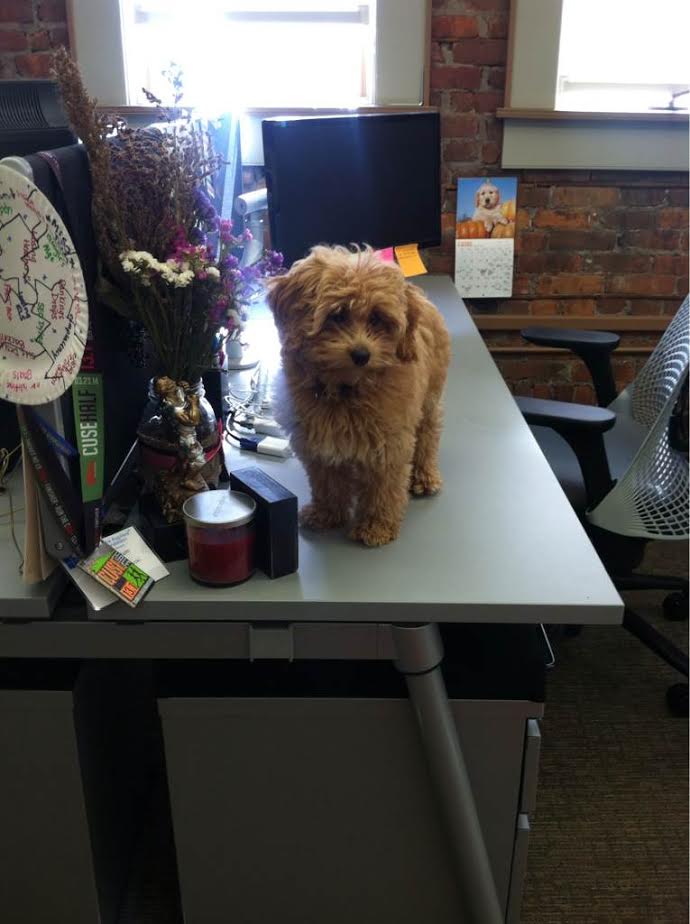 A dog stands on top of a desk