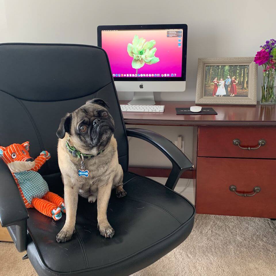 Frodo the pug sitting on office chair at home